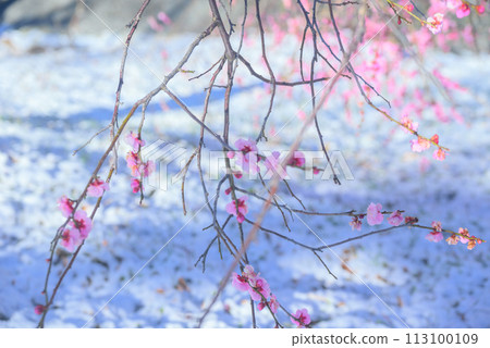 Awayuki and plum blossoms [Daio Wasabi Farm] 113100109