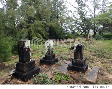 Overgrown Historic Wet Graveyard among ironwood trees 113100216