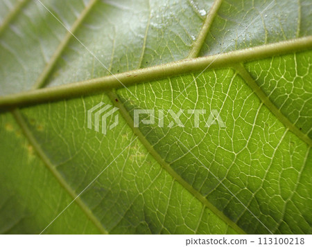 Fresh green leaf texture macro close-up Fresh green leaf texture macro close-up 113100218