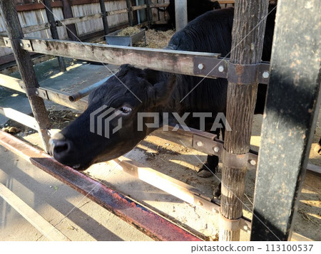 black cow in the fence 113100537