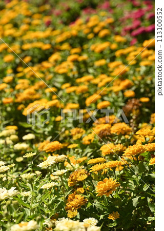 Clumps of yellow flowers Clumps of yellow flowers 113100552