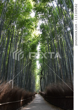 Kyoto in spring in Japan, the streets around Arashiyama, a bamboo forest path that is a tourist attraction, a mysterious path surrounded by lots of bamboo 113100582
