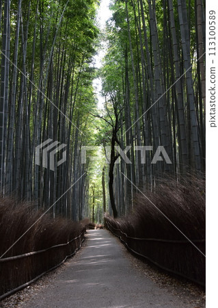 日本春天的京都，嵐山周圍的街道，作為旅遊勝地的竹林小路，一條被大量竹子包圍的神秘小路 113100589