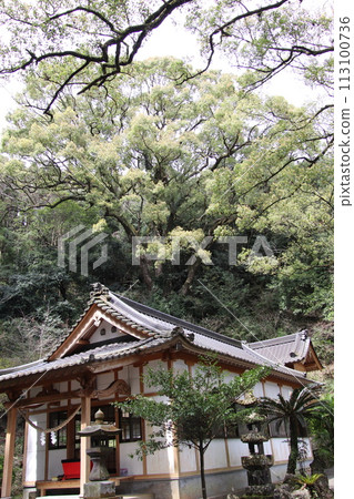 Ebiji Shrine and Kusunoki in Kirishima City, Kagoshima Prefecture 113100736