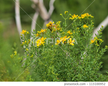 Ecology photo of rue flower 113100952