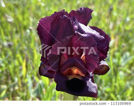 Iris purple (lat. - Iris atropurpurea), endemic in the Israel Iris purple (lat. - Iris atropurpurea), endemic in the Israel 113100969