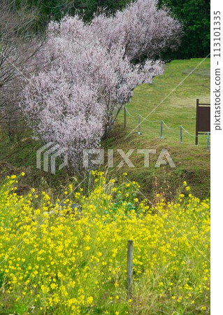 Scenery of Kawamura Castle in Yamakita Town, Kanagawa Prefecture 113101335