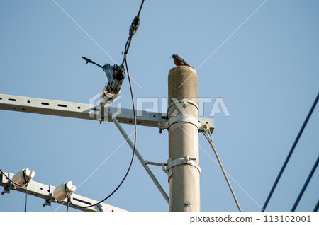 A beautiful wild bird in a residential area, the Japanese brown-spotted bulbul 113102001
