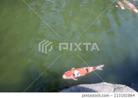 vermilion carp 113102864