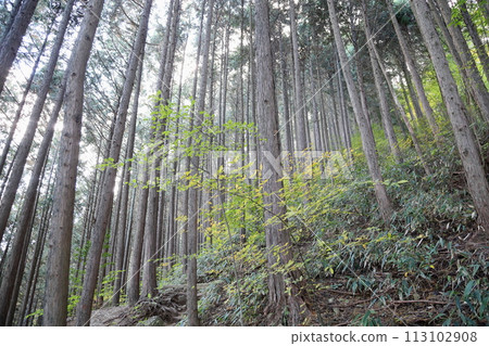 去山裡吧，岩脅山，杉林 113102908