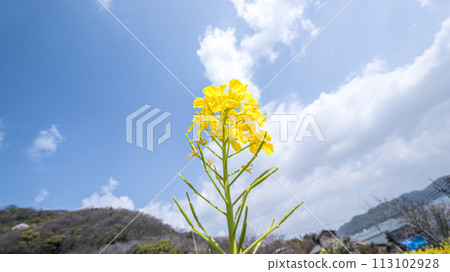 Rape blossoms blooming toward the blue sky 113102928