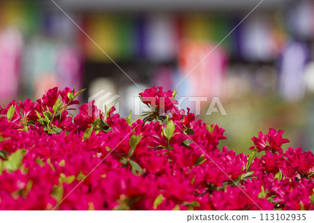 鮮豔的紅色 鮮豔的紅色 113102935