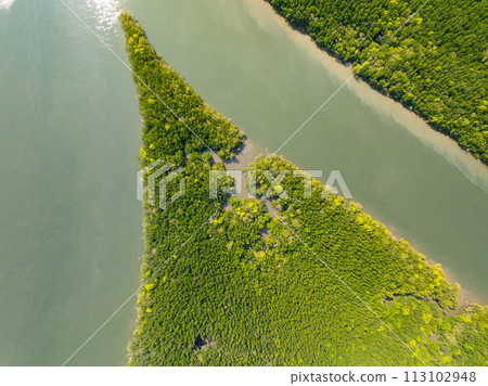 Amazing abundant mangrove forest, Aerial view of forest trees Rainforest ecosystem and healthy environment background, Texture of green trees forest top down, High angle view Amazing abundant mangrove forest, Aerial view of forest trees Rainforest ecosystem and healthy environment background, Texture of green trees forest top down, High angle view 113102948