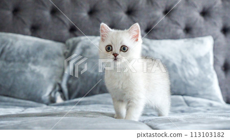 Fluffy white Scottish kitten is playing on bed, front view, space for text. Cute young British shorthair white cat with brown eyes. 113103182