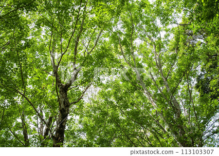 新鮮的綠色森林 新鮮的綠色森林 113103307