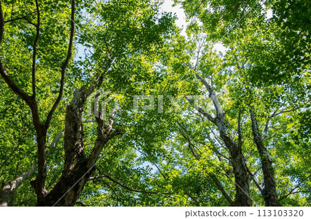 Fresh green forest 113103320