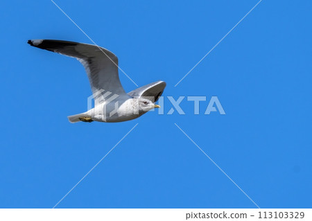 銀鷗在藍天上悠閒地飛翔 113103329
