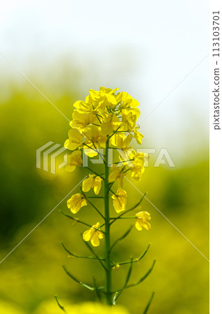 Rapeseed flowers with a rapeseed field in the background 113103701