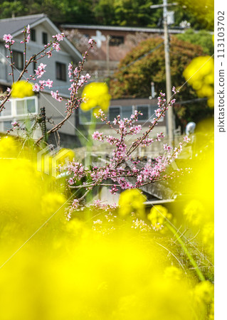 景觀與油菜花和櫻花 景觀與油菜花和櫻花 113103702