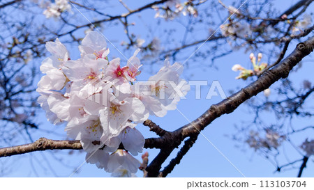  櫻花和藍天 113103704