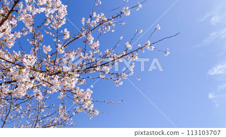櫻花和藍天 櫻花和藍天 113103707
