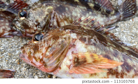 有明海捕獲的石斑魚 有明海捕獲的石斑魚 113103708