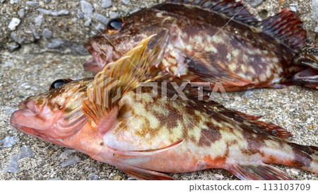 有明海捕獲的石斑魚 113103709