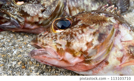 有明海捕獲的石斑魚 有明海捕獲的石斑魚 113103710