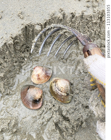 採蛤（蛤蜊） 113103855