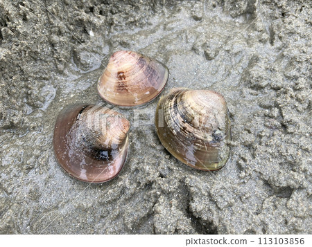 Clam picking (clams) Clam picking (clams) 113103856