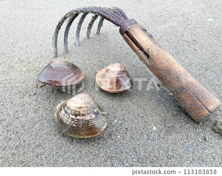 Clam picking (clams) 113103858