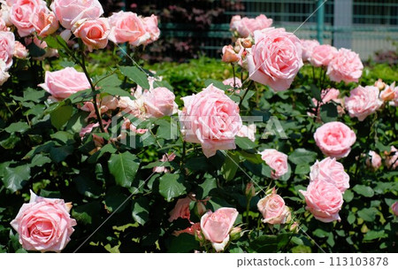 Pink rose Hamamirai Pink rose Hamamirai 113103878