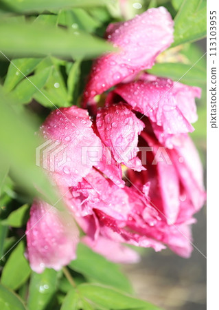 雨後的花朵，粉紅色的花朵 113103955