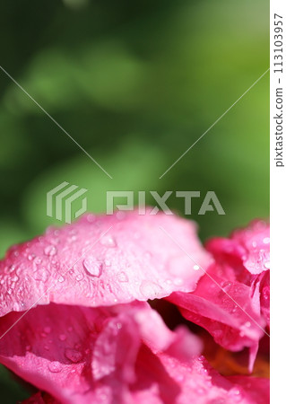 Flowers after the rain, pink flowers 113103957