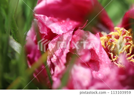 雨後的花朵,粉紅色的花朵 雨後的花朵,粉紅色的花朵 113103959
