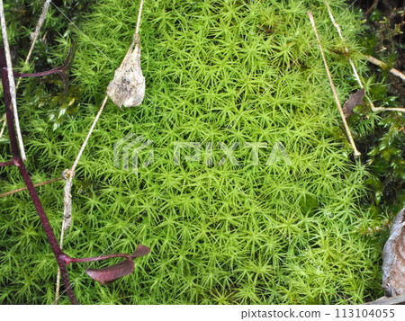 蛋苔的朋友,Medama Oyaji 蛋苔的朋友,Medama Oyaji 113104055