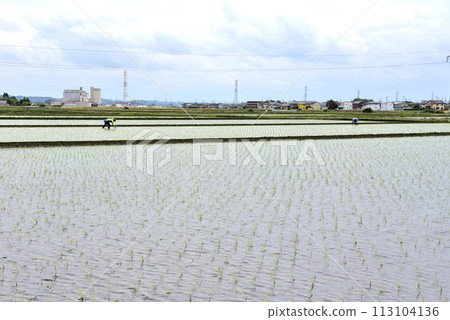 The sky in the rice field 113104136