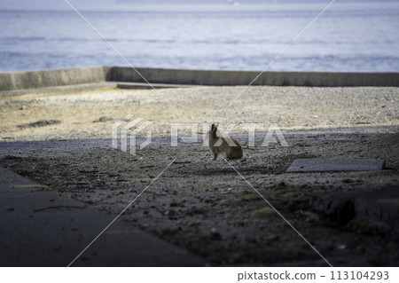 海灘上的兔子 海灘上的兔子 113104293