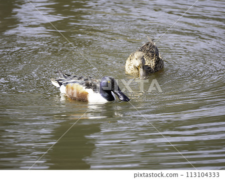 男性和女性hawsbill germinus 男性和女性hawsbill germinus 113104333