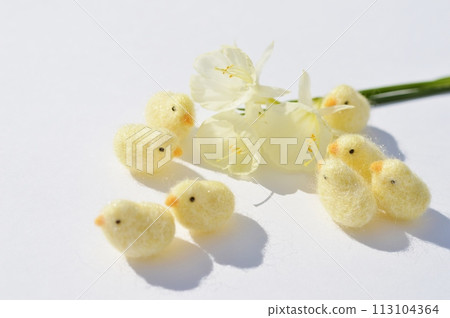 小奶油色原生水仙花和毛氈小雞 小奶油色原生水仙花和毛氈小雞 113104364