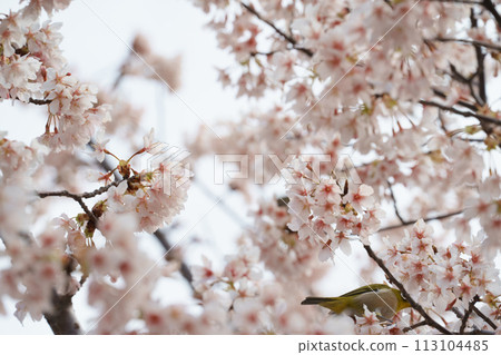 White-eye staring at the cherry blossoms 113104485