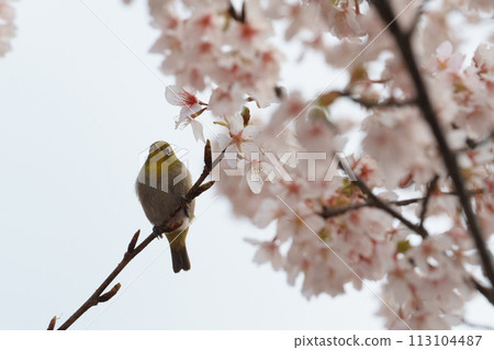 White-eye staring at the cherry blossoms White-eye staring at the cherry blossoms 113104487