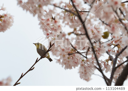 White-eye staring at the cherry blossoms White-eye staring at the cherry blossoms 113104489