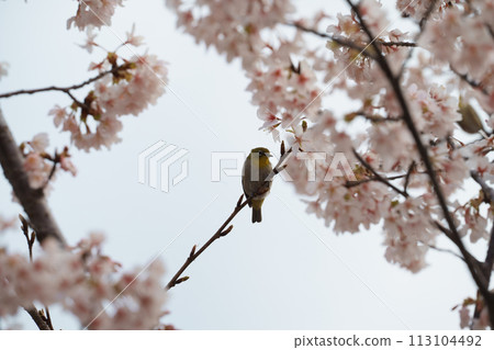 白眼盯著櫻花 113104492