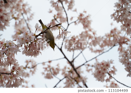 White-eye staring at the cherry blossoms White-eye staring at the cherry blossoms 113104499