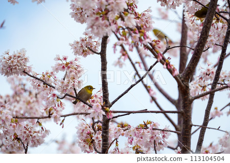 White-eye staring at the cherry blossoms White-eye staring at the cherry blossoms 113104504