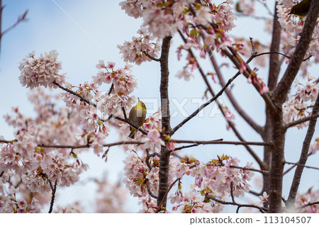 White-eye staring at the cherry blossoms White-eye staring at the cherry blossoms 113104507