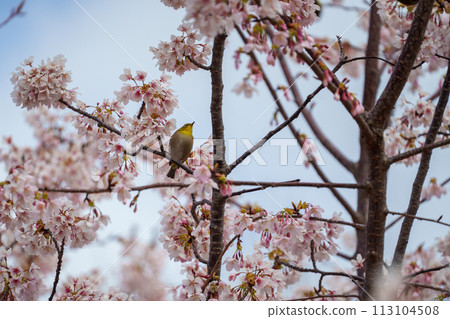 White-eye staring at the cherry blossoms 113104508
