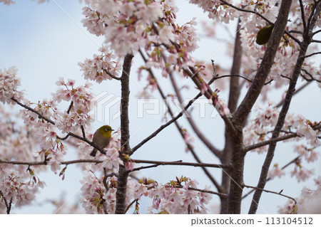 White-eye staring at the cherry blossoms White-eye staring at the cherry blossoms 113104512