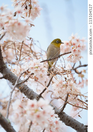 White-eye staring at the cherry blossoms White-eye staring at the cherry blossoms 113104527
